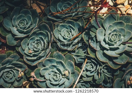 
cactus and succulents texture