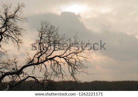 branch of a tree sunset or sunrise