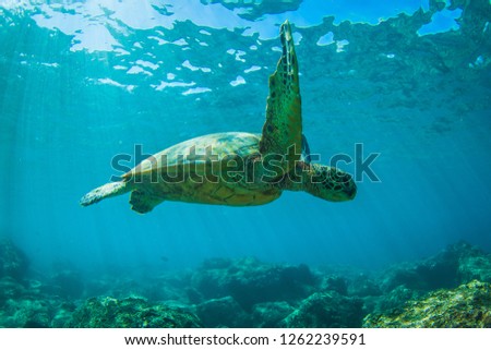 Beautiful Sea Turtle swimming along the reef in the Hawaii Islands