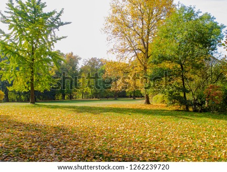 autumn day in park