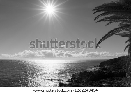 Monochrome backlit view of the Atlantic Ocean with a sunburst, glistening water, palm leaves and one single sailboat in the far disannce.