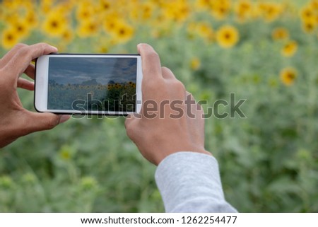 Hand with a smartphone taking photo of sunflowers