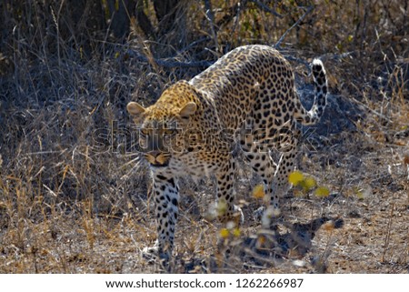 A beautiful leopard stalking some gazelle at Kruger national park in South Africa