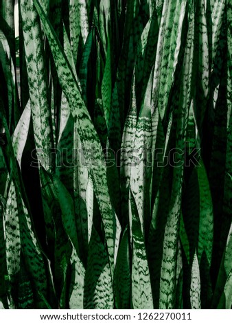 Sansevieria trifasciata long leaf, leaf dracaenaceae for background and design Royalty-Free Stock Photo #1262270011