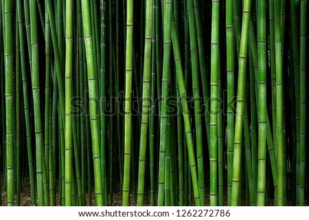 bamboo forest pattern Royalty-Free Stock Photo #1262272786