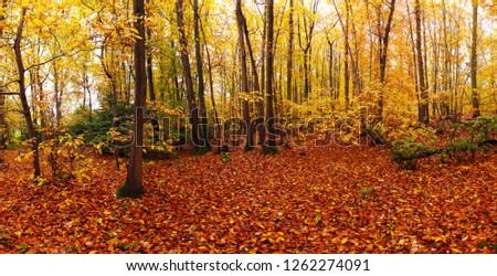 Wide panoramic picture of autumnal forest (Paris region)