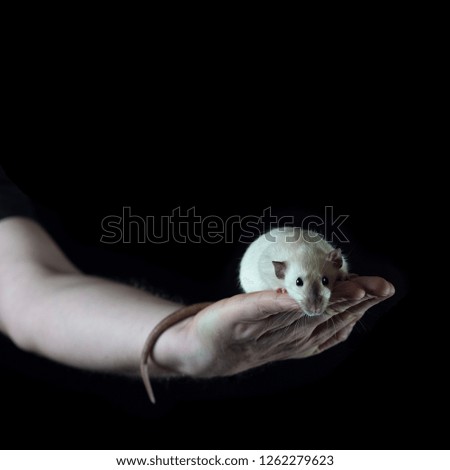 Little rat sitting on a man's hand holding her tail on a black background