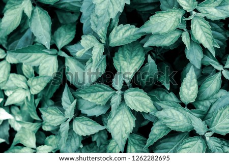 OClose up tropical nature green leaf texture background Dark Nature background, green leaves in natural light and shadow.