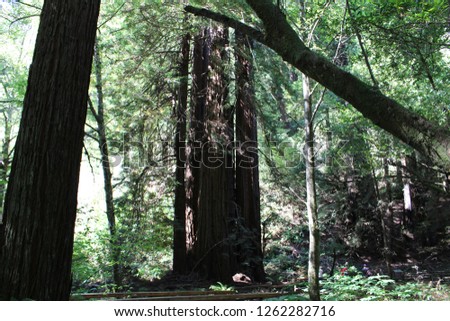 Redwoods of California