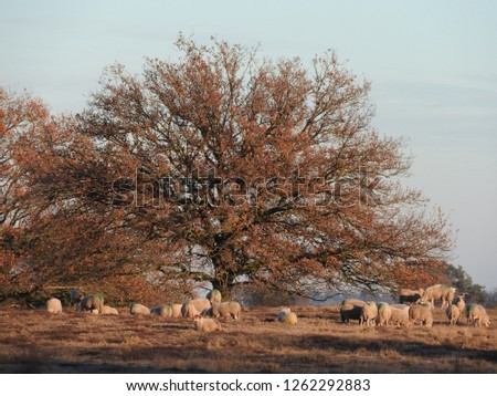 Flock herd of scheep grazing under tree in december. Amazing miracle: the shadow of the sheep on the right, creates a black lamb on a another sheep. Christmas advent navity scene. Lamb, God, Bible.
