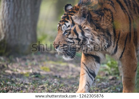 portrait of wild beautiful tiger 