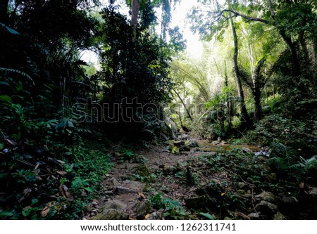 Path in the forest and have brook Royalty-Free Stock Photo #1262311741