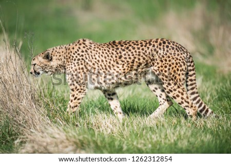 natural portrait of a cheetah in the wild 