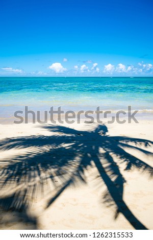 Bright scenic view of palm tree shadows on rustic remote tropical Brazilian island beach in Bahia, Nordeste Brazil