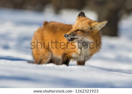 red fox hunting in winter