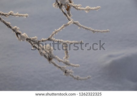 Frozen Tree Branches on a Snowy Background, Brunches Covered With Hoarfrost, Sunny Winter Day, Winter Background