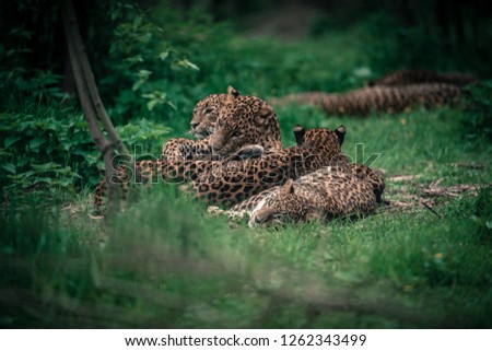 leopard family in the forest 