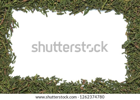 Fir / spruce / christmas tree with empty space / copy space isolated on white background 