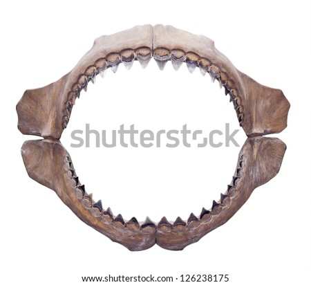 Shark jaws (Megalodon) isolated on white background