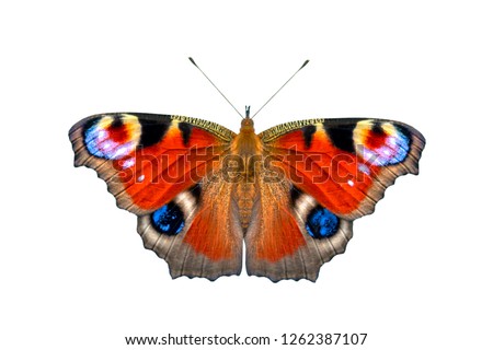 Beautiful colored butterfly isolated on a white background. European Peacock butterfly (Inachis io)