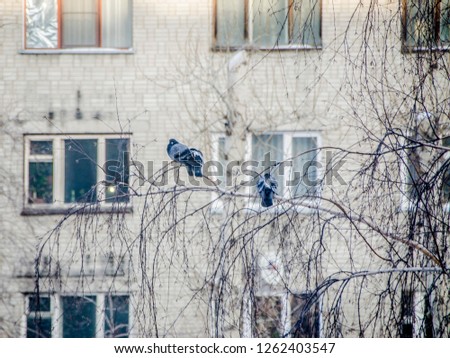 Pigeons and building. Several pigeons sitting on the branches of a tree against the background of a building with windows in an urban environment in the afternoon.