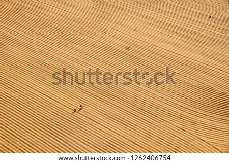 tractor flattening cracked wheat for drying