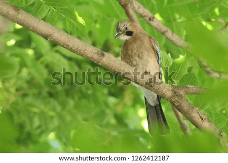 A mockingbird sitting on a branche with fresh green leafs and blurred background.
