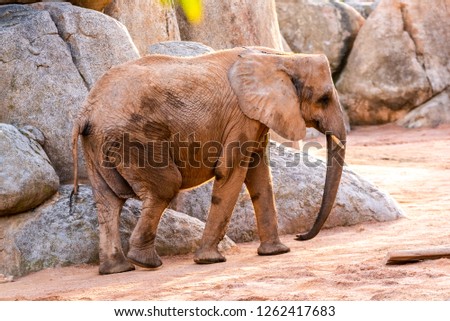African elephant walking through a zoo and smiling.