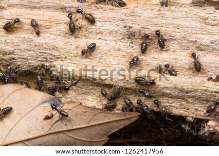 Colony of Termites on a rotten wooden log + Hospitalitermes species