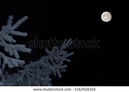 blue spruce branch and full moon on dark sky