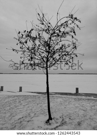 Crab apple or wild apple tree (Malus spp) with small fruits and snow winter background with a frozen lake and dried bare branches.