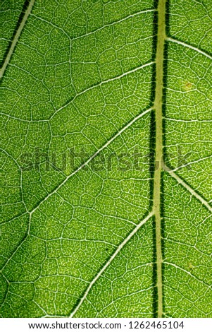 green macro image of leaves transparency with lines and texture