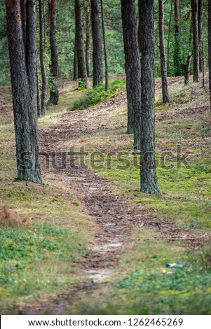tourist gravel walking footpath in green forest with lots of foliage and perspective in summer day