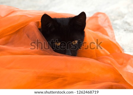 beautiful black cat sits in an orange cloth