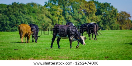 cows in a grassy field