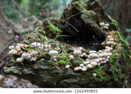 Many mushrooms in the forest, Llanes, Spain.