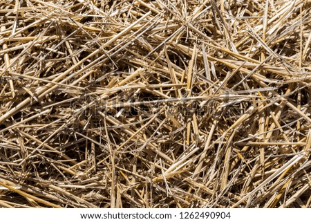 Straw texture dry. Spain. (horizontal)