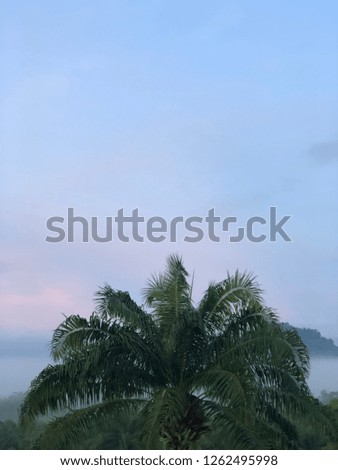 silhouette of palm tree with the morning light on the sky