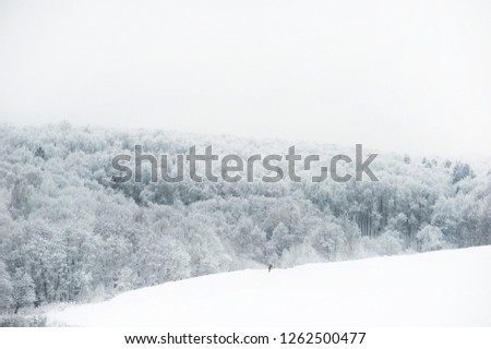 Landscape fabulous beautiful snowy forest
