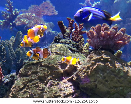 Clown fish underwater wildlife sea animal 