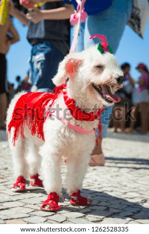 Fluffy white dog celebrating carnival dressed up in costume at the annual "blocão" street party for animals in Rio de Janeiro, Brazil
