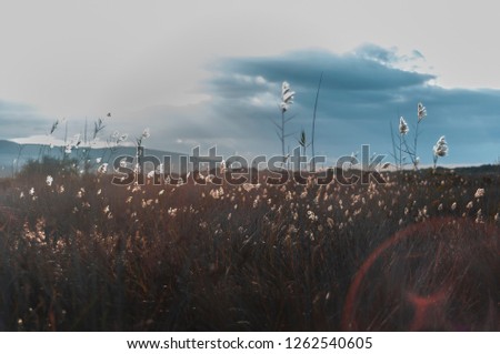 Selective soft focus of reeds, stalks blowing in the wind at sunset light, horizontal, blurred clouds on background, copy space / Nature, summer, grass concept