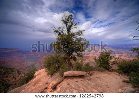Grand Canyon. A tree stands on an outcrop of the Grand Canyon with clear skies and passing rain storms in the background.