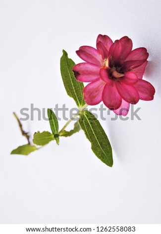 A pink zinnia flower