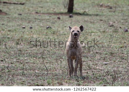Portrait of Hyena. Serengeti, Tanzania, Africa 