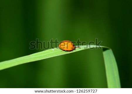 Orange beetle on leaf