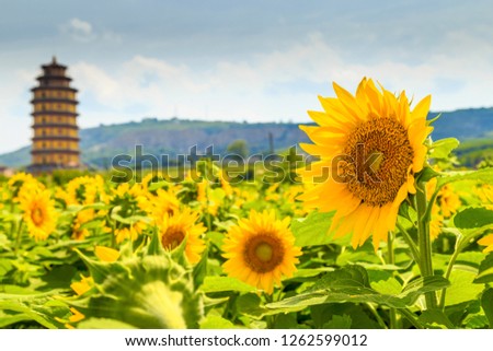 Sunflower in bloom