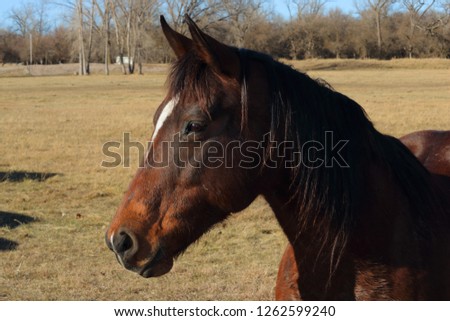 Close up picture of a horse