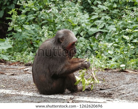 Stump tailed macaque (Macaca arctoides) or Bear macaque sitting and eating on the roadside in kaeng krachan national park, Thailand.