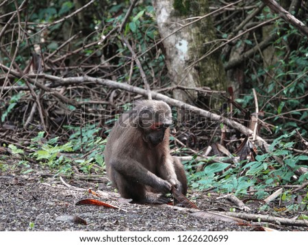 Stump tailed macaque (Macaca arctoides) or Bear macaque sitting and eating on the roadside in kaeng krachan national park, Thailand.